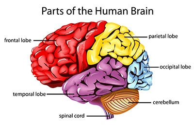 Parts of Brain TBI Symptoms